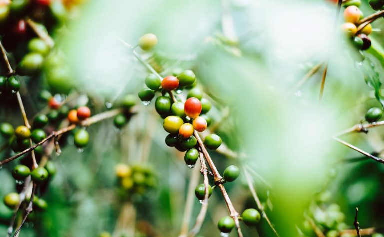 La Variedad Robusta La Variedad Robusta