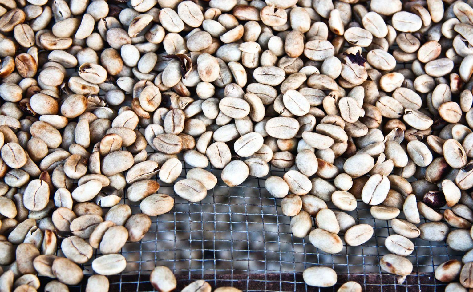 Semillas de Café