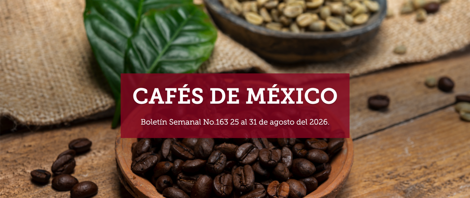 Boletín Semanal No.163 25 al 31 de agosto del 2026.